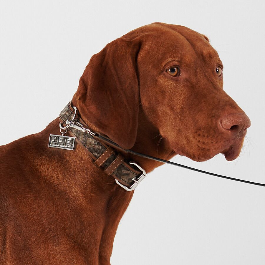 fendi pet accessories