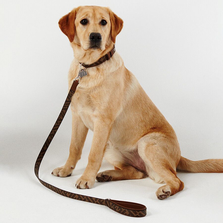 fendi pet accessories