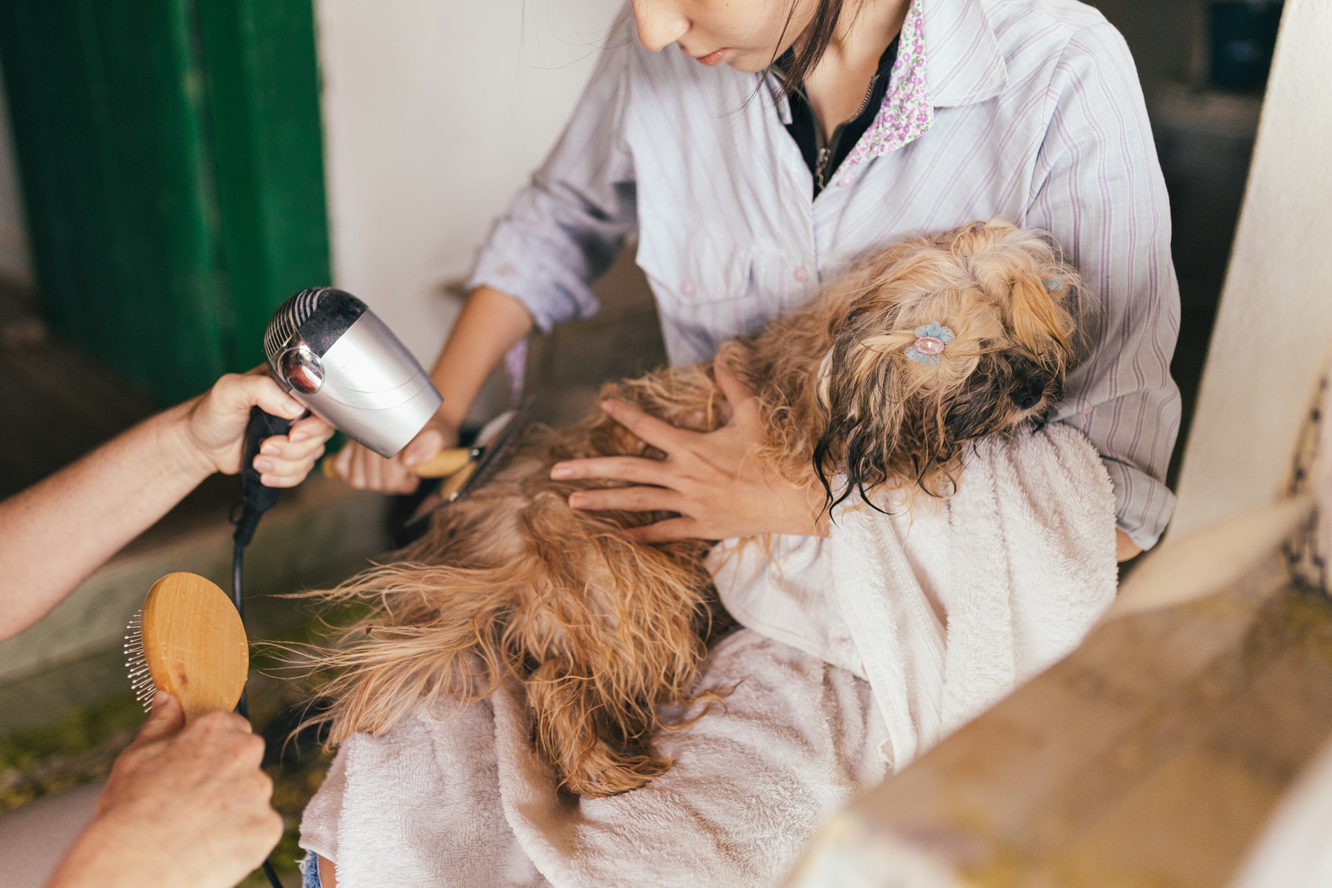 pet care services