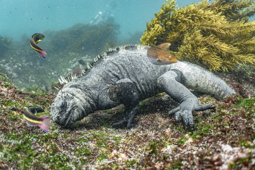 BBC Earth