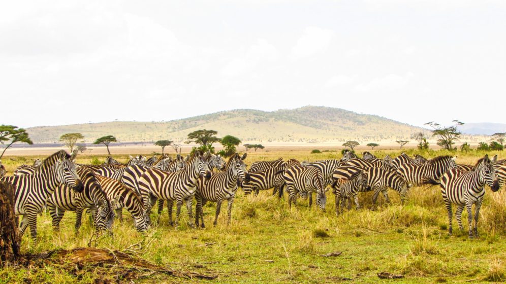 Serengeti National Park, Tanzania