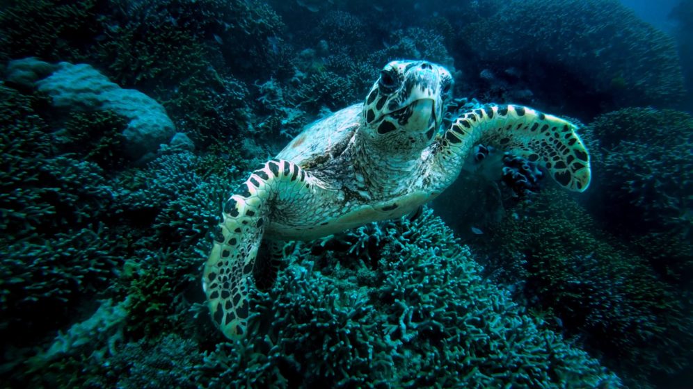 Great Barrier Reef, Australia