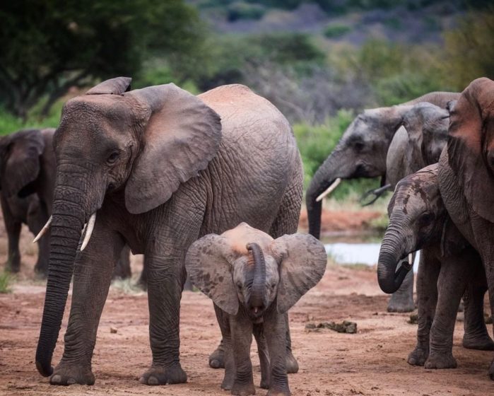 Sheldrick Wildlife Trust