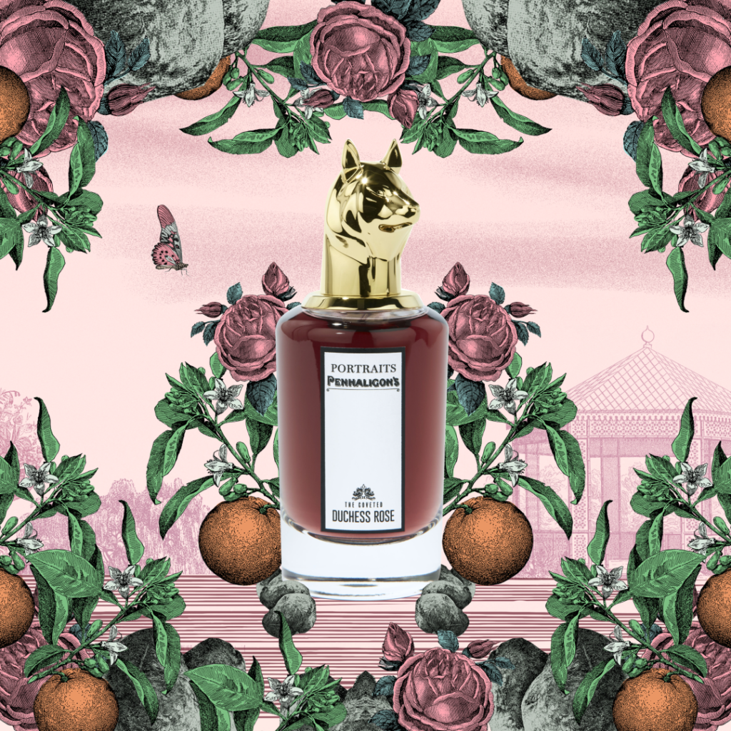 the coveted duchess rose